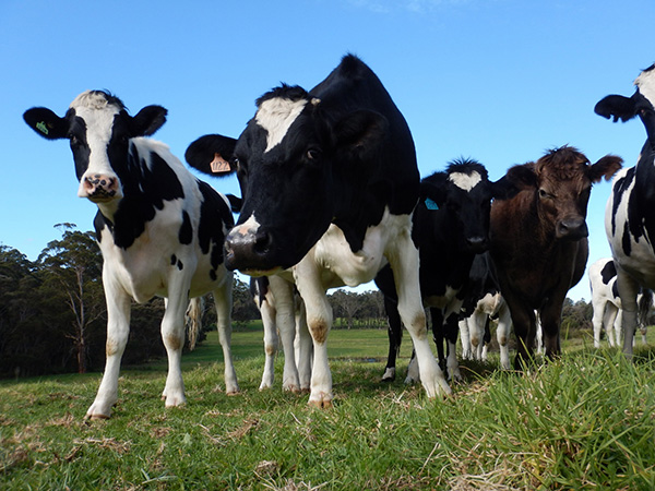 Cows